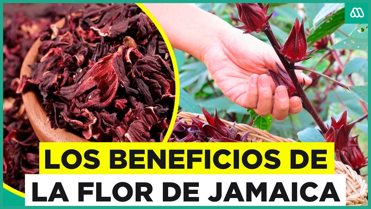 Propiedades y beneficios de la Flor de Jamaica para la salud