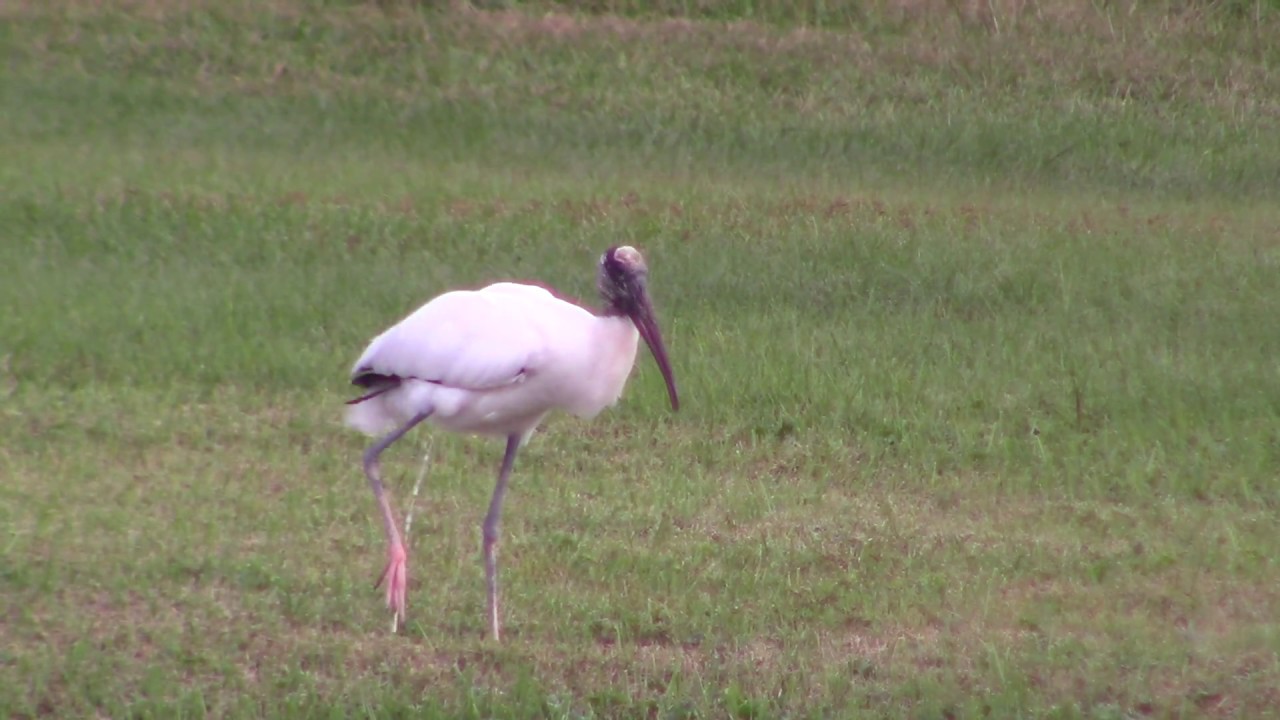 Weird Looking Bird: Canon R600 Camcorder Image Quality Test (zoomed in)