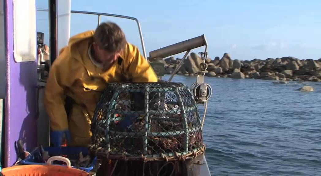 Bulots et grands crustacés de Basse normandie  Une gestion concertée exemplaire
