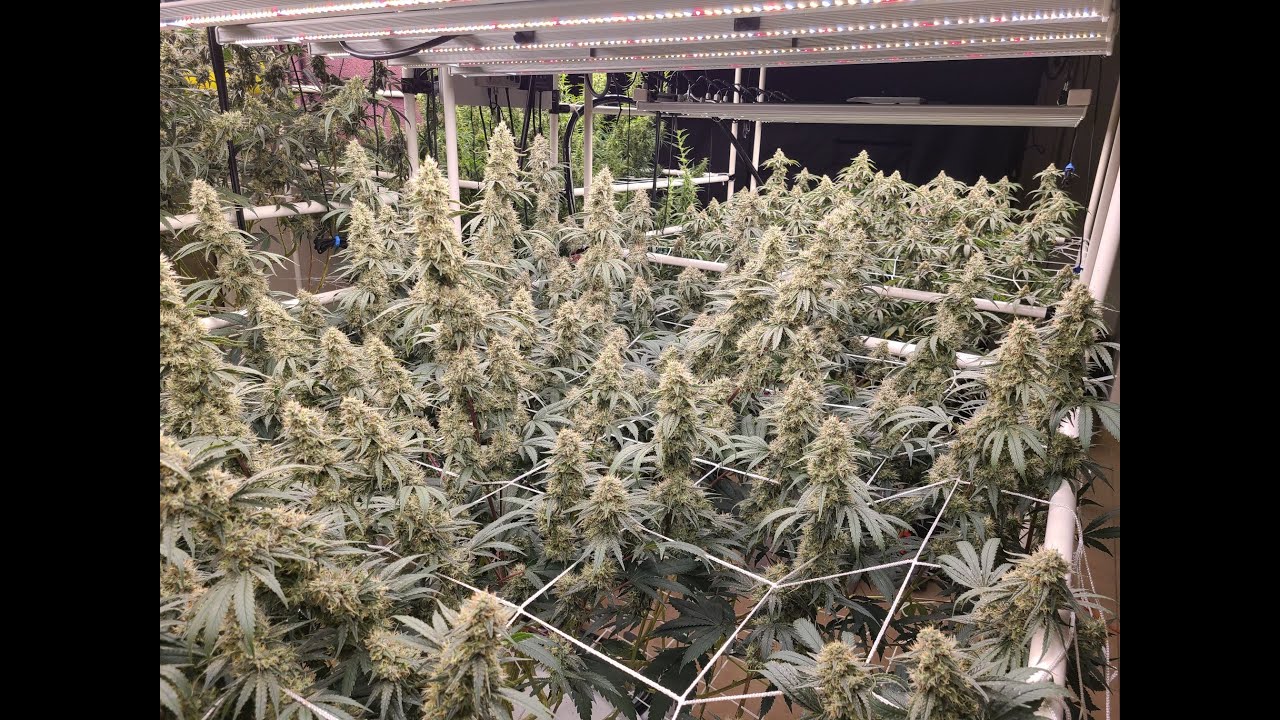 Flowering 4 New Strains:  Week 6 and 7... Time to Finish Strong