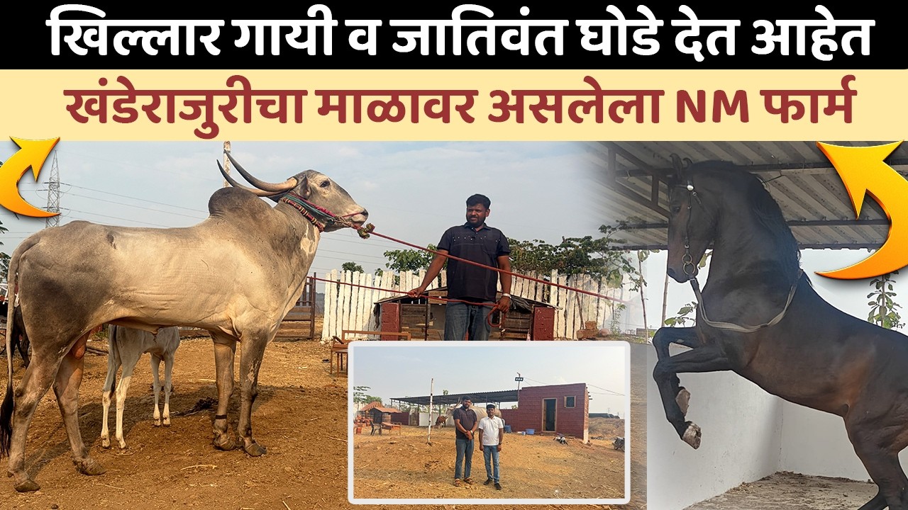 खिल्लार गायी व जातिवंत घोडे देत आहेत लाखात उत्पन्न | Khillar Cow Farm | Stud Farm | NM Farm | IFE