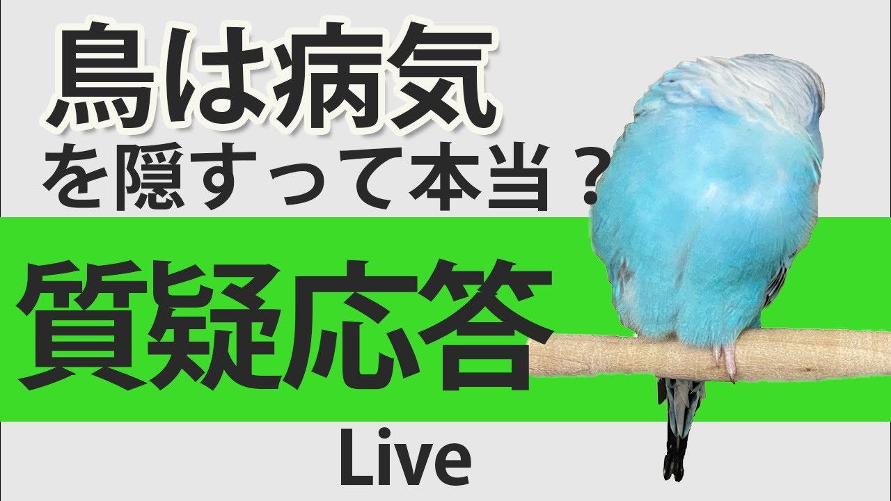 鳥は病気を隠すって本当？【質疑応答ライブ】
