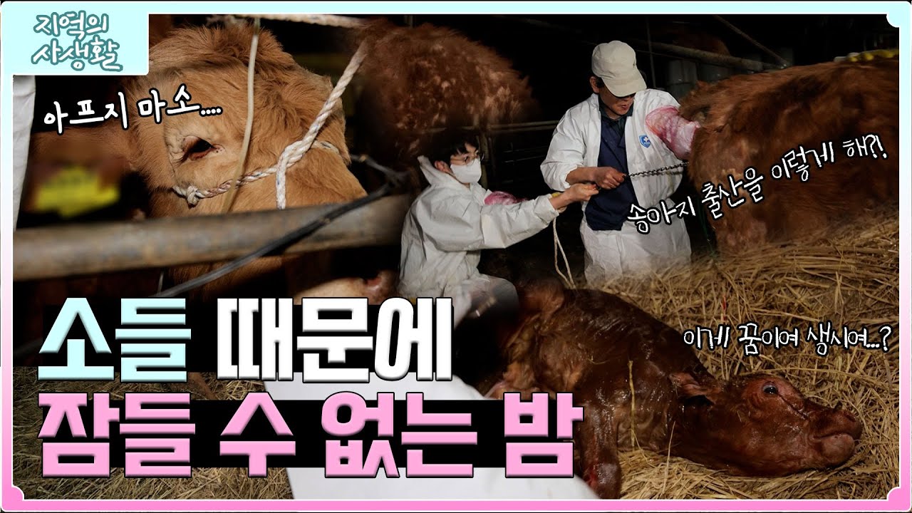[지역의 사생활] 밤에도 동에 번쩍 서에 번쩍 대동물 수의사의 밤🌙 | KBS 230407
