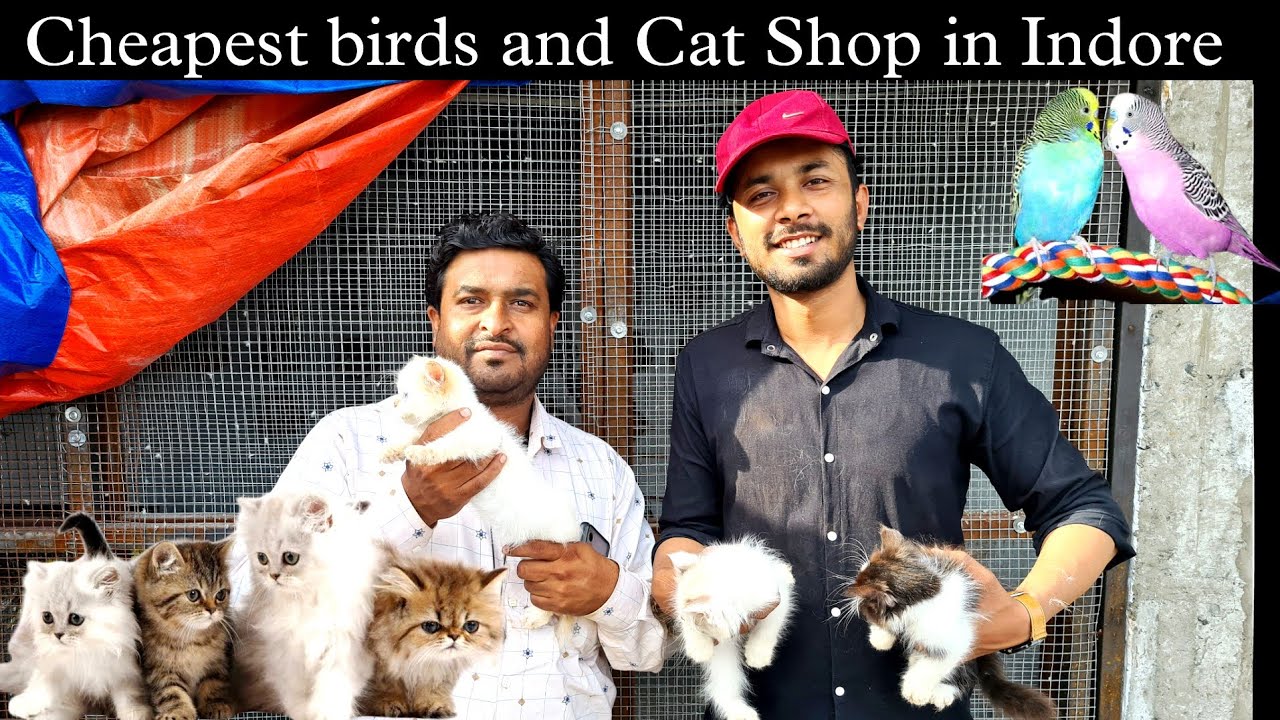 Cheap birds and Cat Shop in Indore || Pet shop in Indore || #Petshop | #Part2
