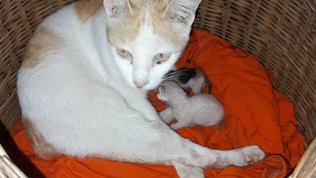 Mom cat is feeding milk and giving love for her newborn baby kittens 