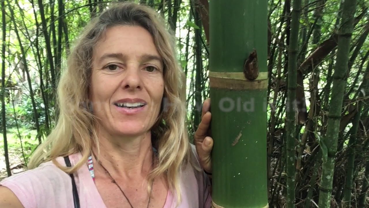 Bamboo Age for Building: How Old Is It?