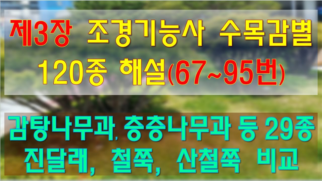 조경기능사 실기 수목감별 해설 제3장 - 감탕나무과 층층나무과 등 29종
