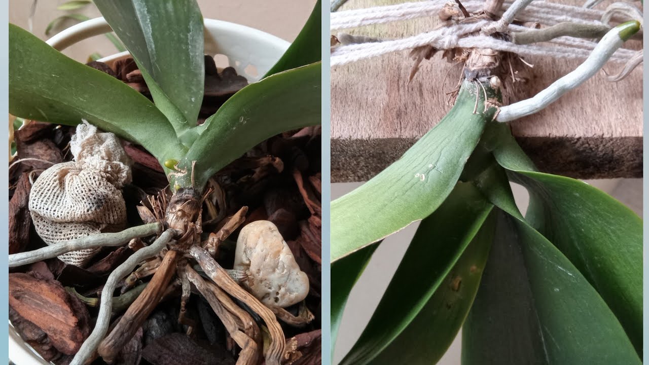 Essa PHALAENOPSIS não enraíza, não sai folhas e nem florir, veja o que fazer. #orquídeaphalaenopsis