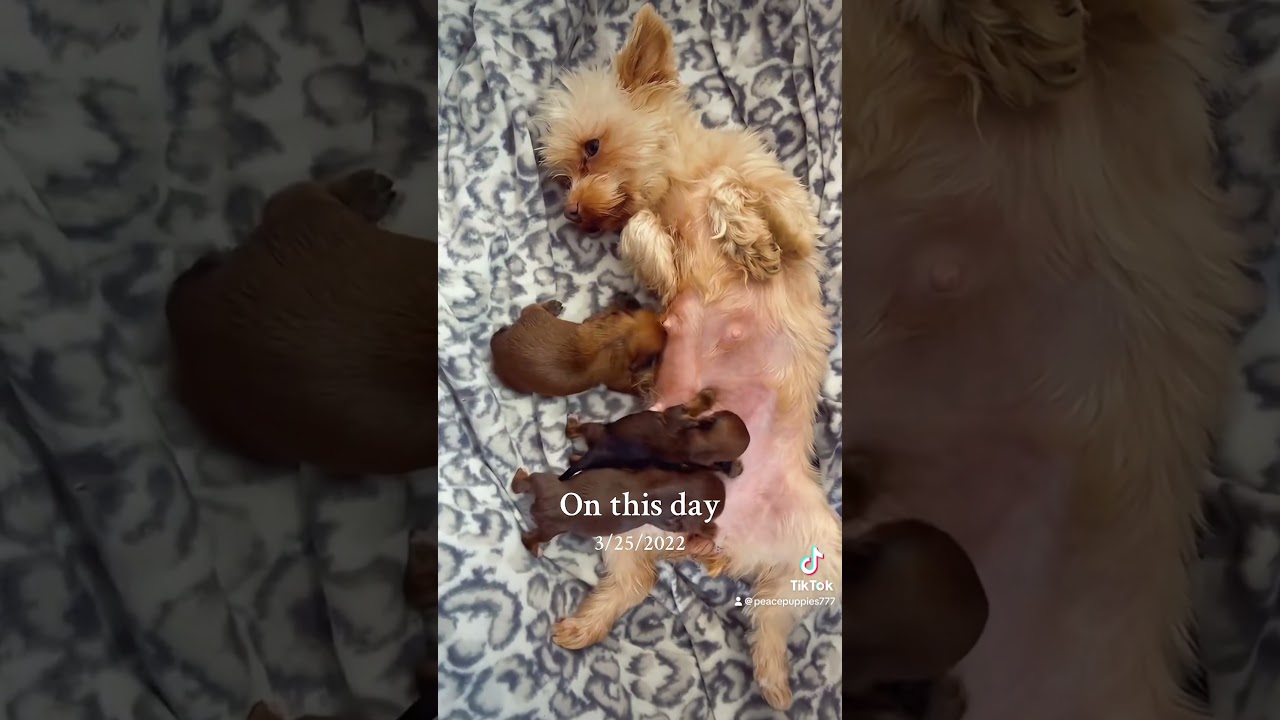 Newborn yorkie puppies #yorkies #puppy #blonde #eat #love #mom