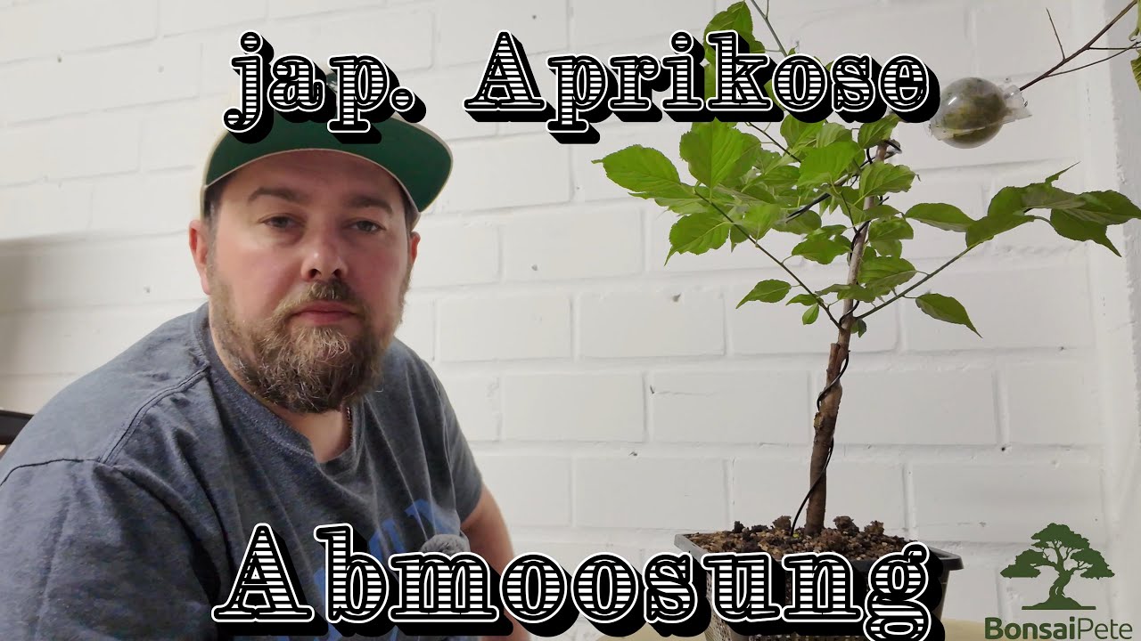 Lässt sich eine japanische Aprikose/ Prunus mume abmoosen? Bonsai 08/2025