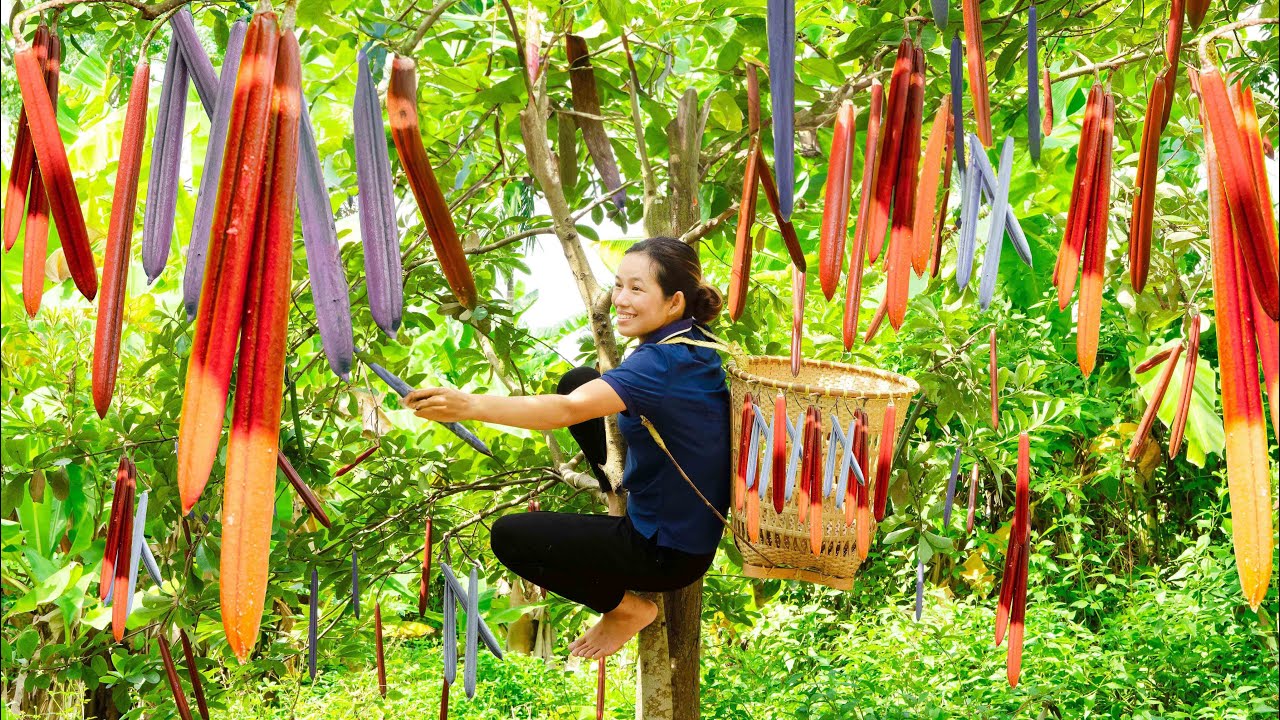 Harvest Apocynaceae (Thung Muc Fruit), Cook delicious Duong Chau fried rice Goes to the market sell