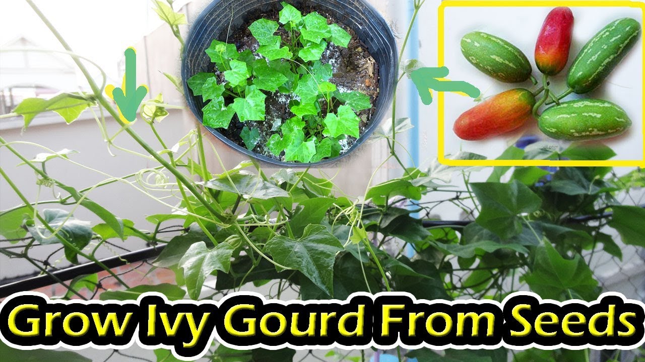 How To Grow Ivy Gourd From Seeds Till Harvest