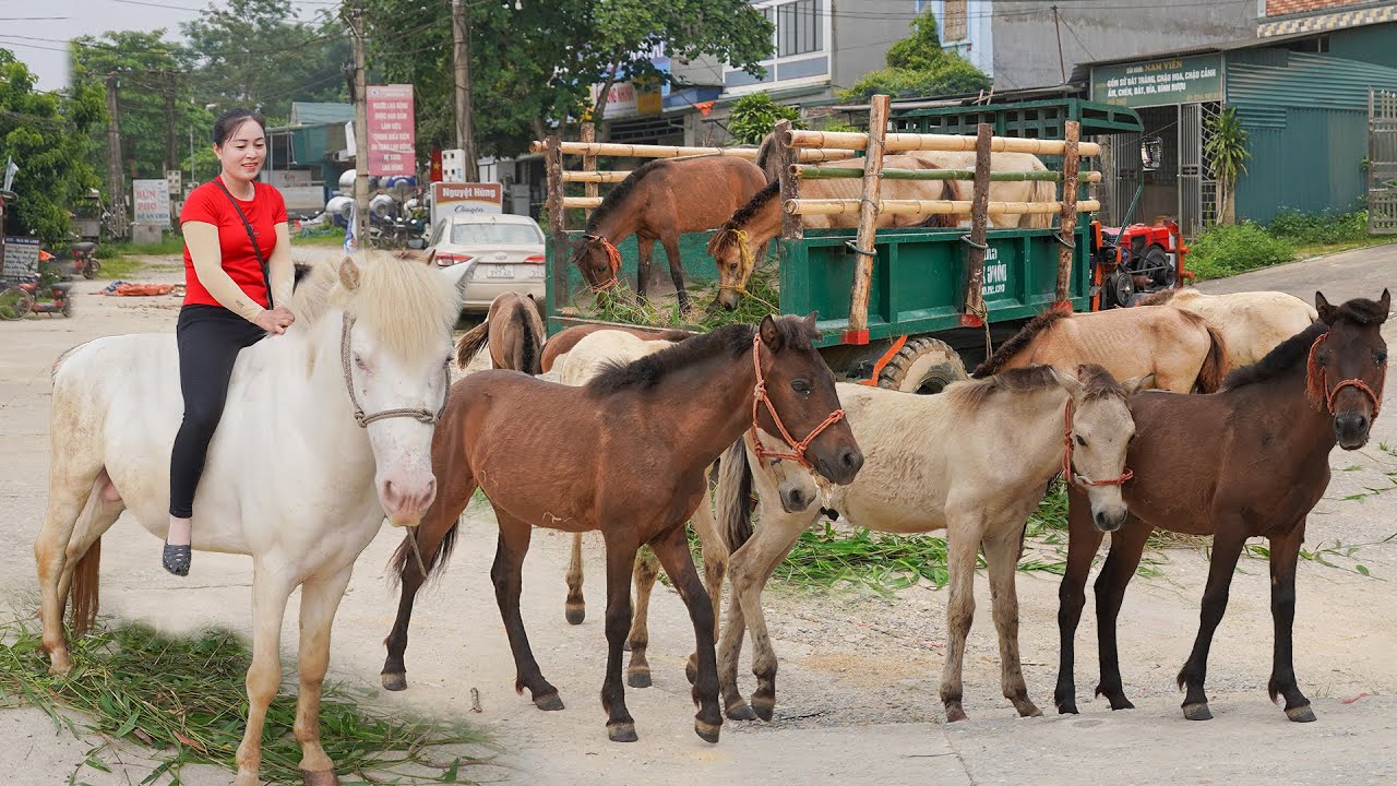 Buy Many Horses from Villagers and Use Truck to Transport them to Market to Sell | Daily Farm