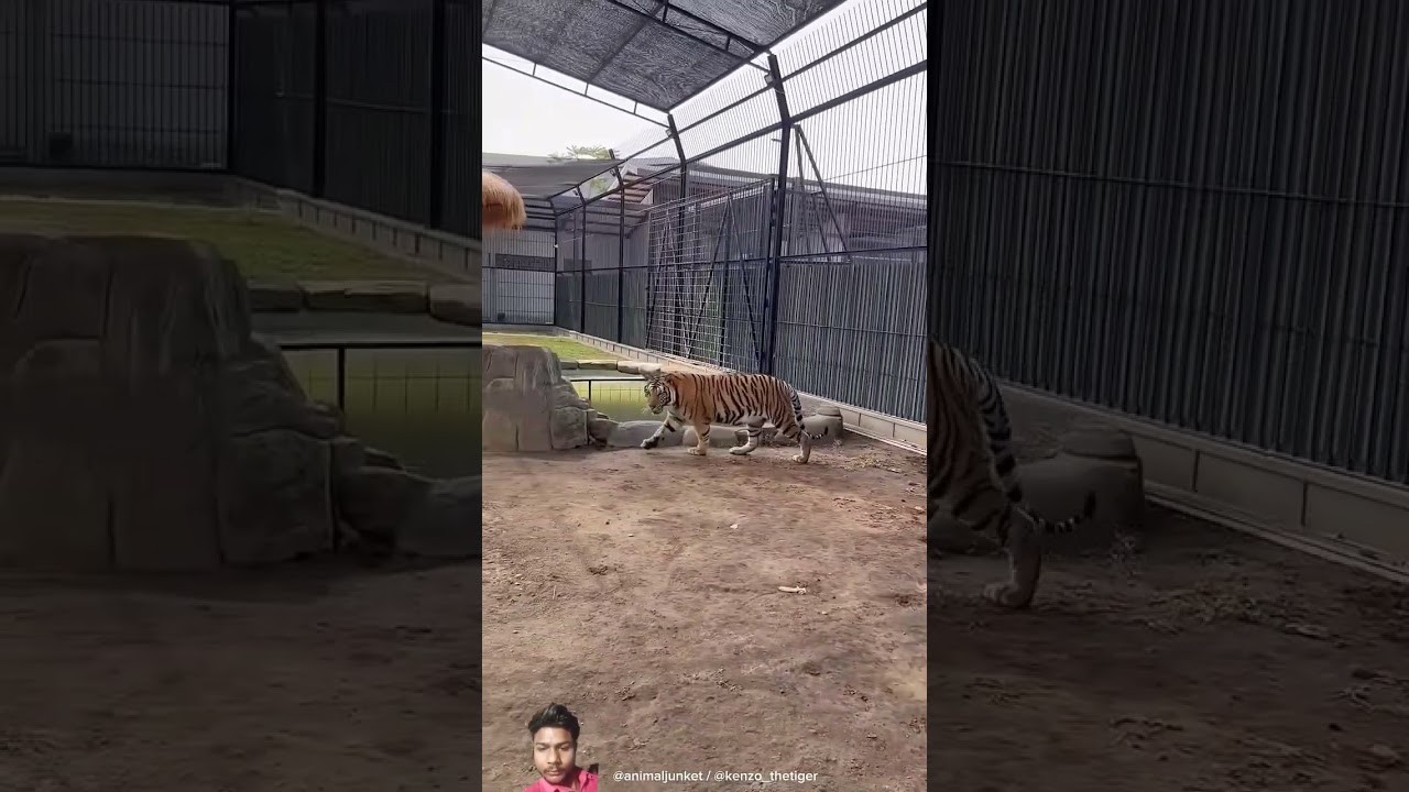 #tiger #dog #animals #doglover #puppy #kenzo #animaljunket #tamil #funny #mahindra265dixpplus