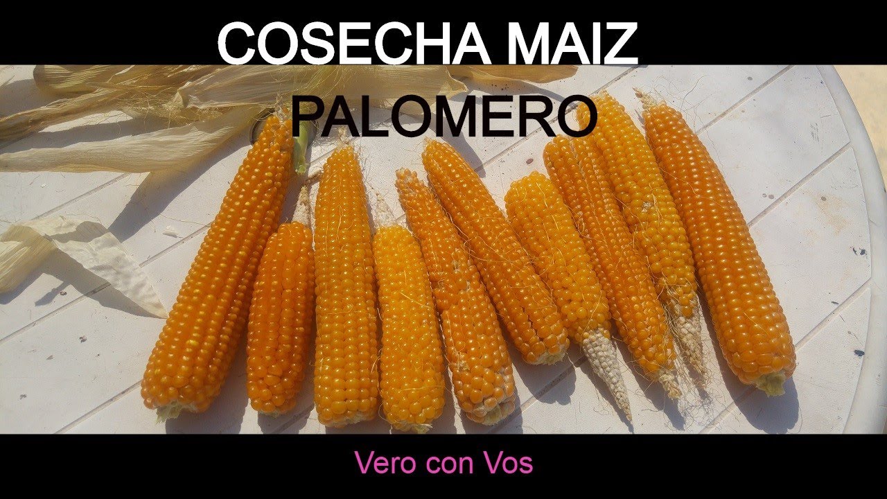 Cosecha de Maíz Pisingallo, Palomero, Pochoclo!!! 🌽 🐔