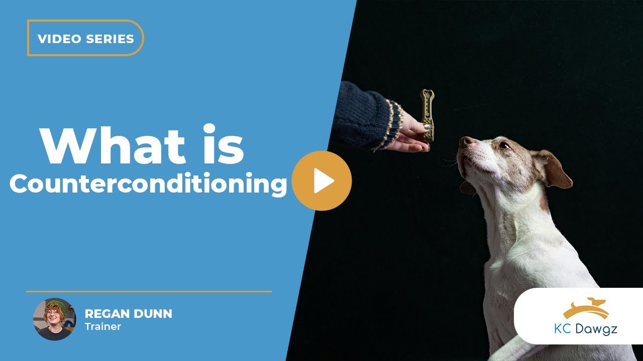 What is Counterconditioning? (How It Works in Dog Training) | KC Dawgz