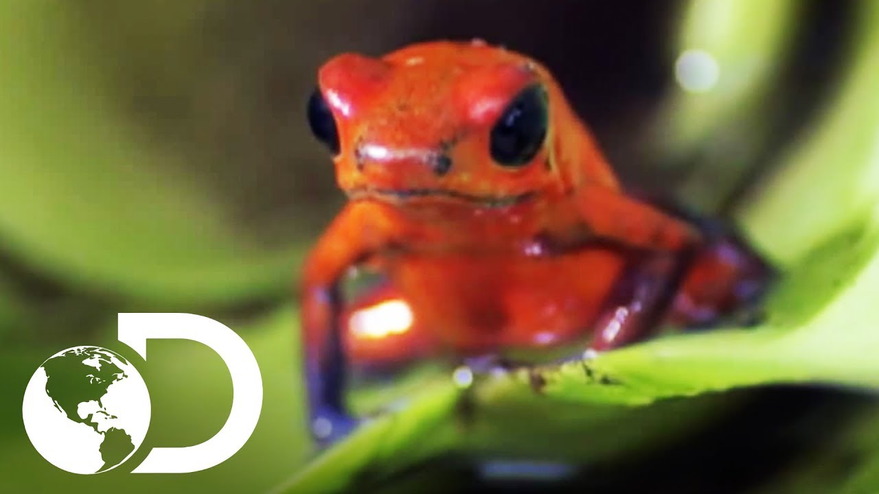 Rana de dardo venenosa | VIDA | Discovery Latinoam&eacute;rica