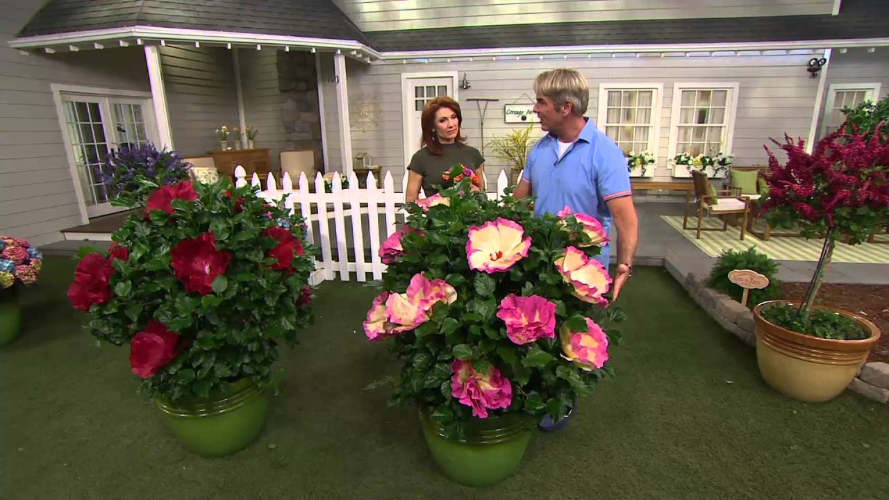 Cottage Farms Iconic Jumbo Hardy Hibiscus Duo on QVC
