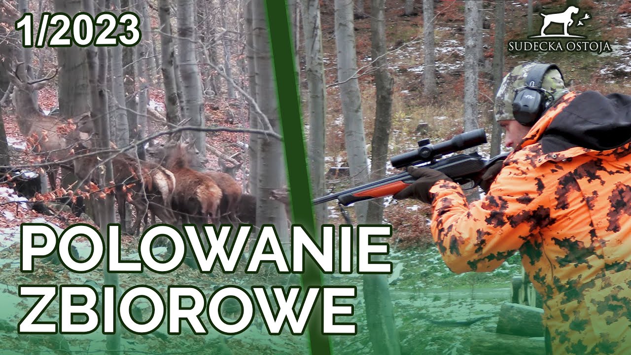 SUDECKA OSTOJA 1/2023 Polowanie zbiorowe w Sudeckiej Ostoi!