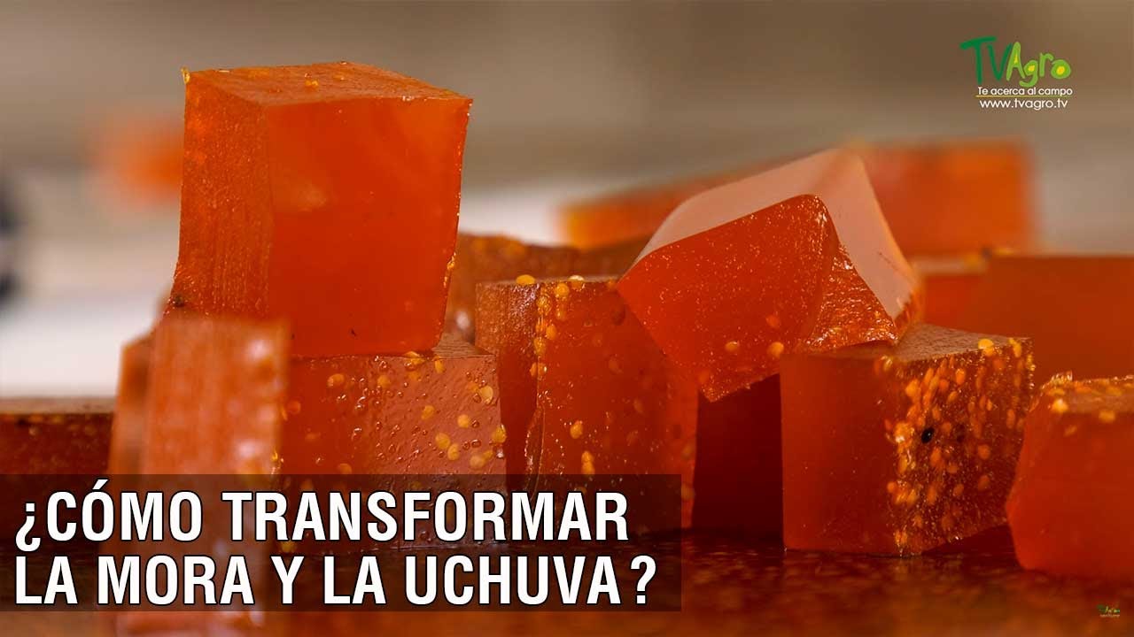Cómo transformar la mora y la uchuva - TvAgro por Juan Gonzalo Angel Restrepo