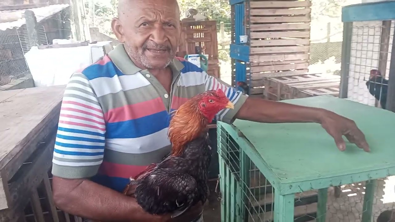 seu Evaristo veio olhar as raças dos galos
