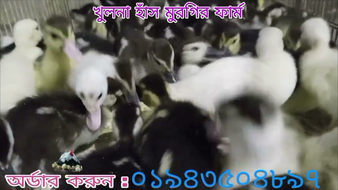 ১৫ দিন বয়সী দেশি চিনা হাঁসের  বাচ্চা #duck#duckfarm#duckbusiness#farming.