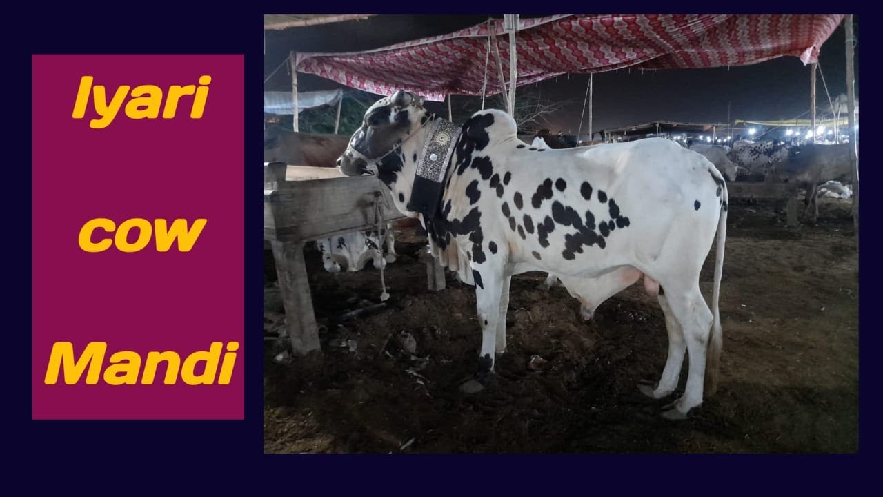 Lyari Cow Mandi Karachi Latest update 2023