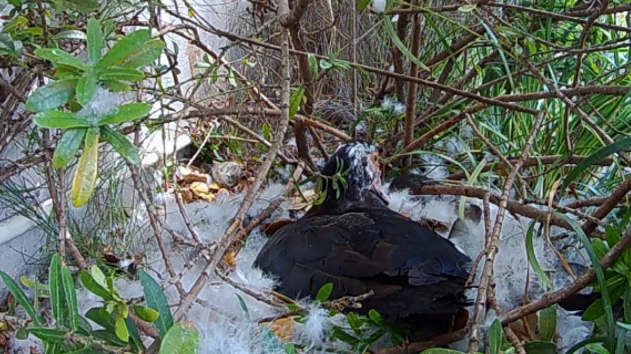 Live Duck Nest Cam : Video and Sound