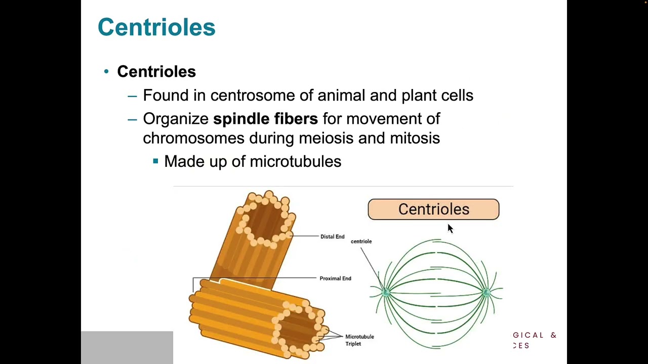 chapter 2 Klug Mitosis and meiosis
