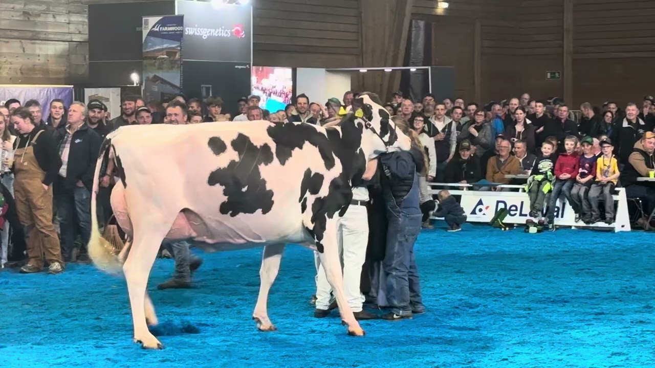 Champion Holstein Expo Bulle 2025