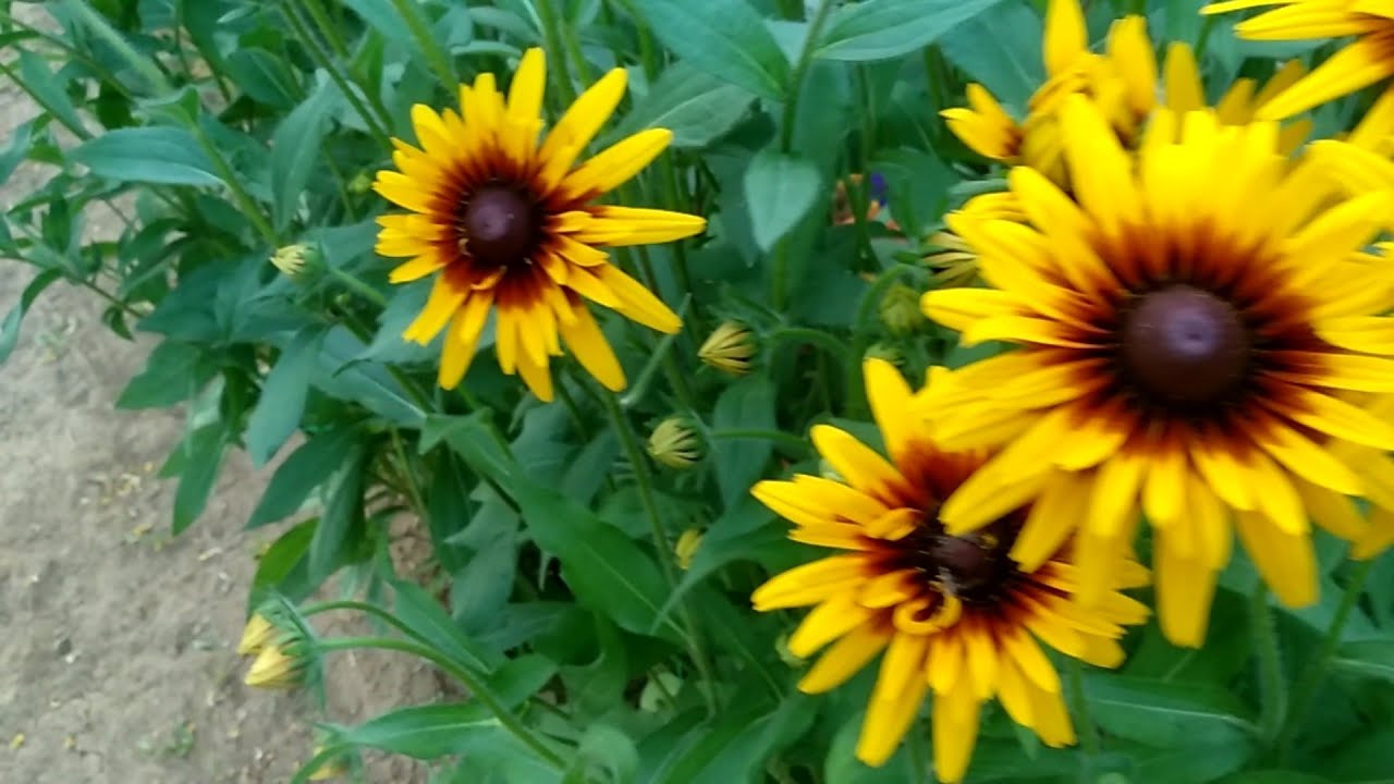 Kız gözü,Latin çiçeği ve Rudbekiyalar