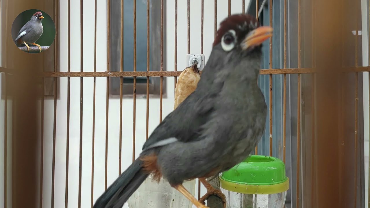 PANCINGAN POKSAY MANDARIN SUPER GACOR WARRRBIASAH