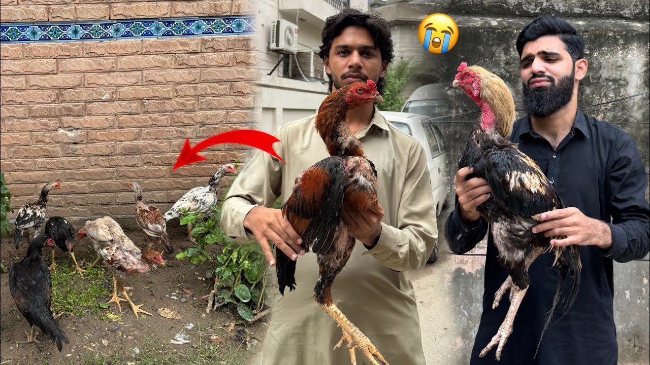 Shaka going 😔 itne saary Aseel 