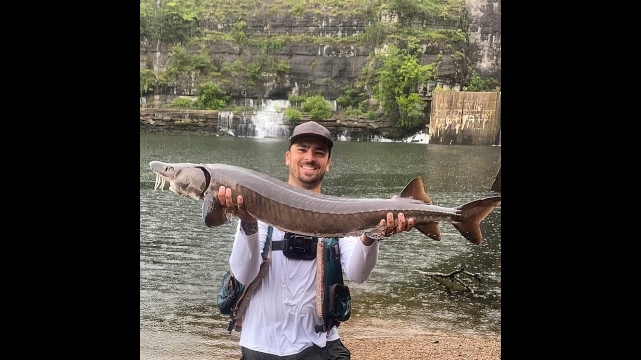 MONSTER STURGEON CAUGHT IN A MONSOON! (Center Hill Dam)