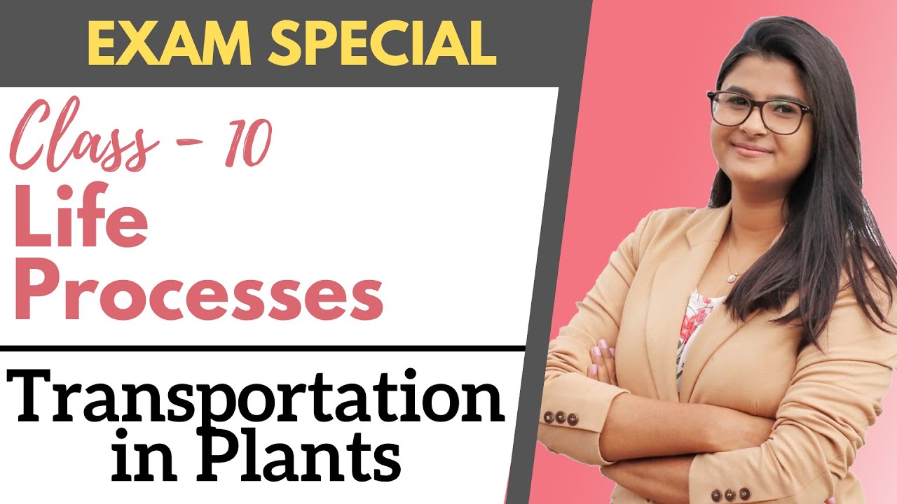 Life Processes - Transportation in Plants || Class 10