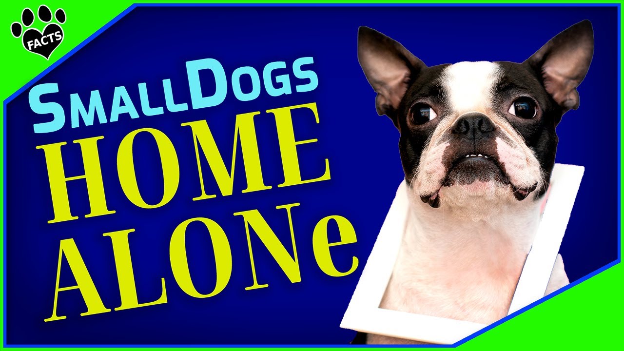Top 7 Small Dogs That Can Be Left Alone All Day - Dogs 101