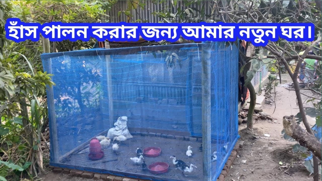 অল্প খরচে হাঁস পালন করার জন্য আমার নতুন ঘর | দেখলে অবাক হবেন!