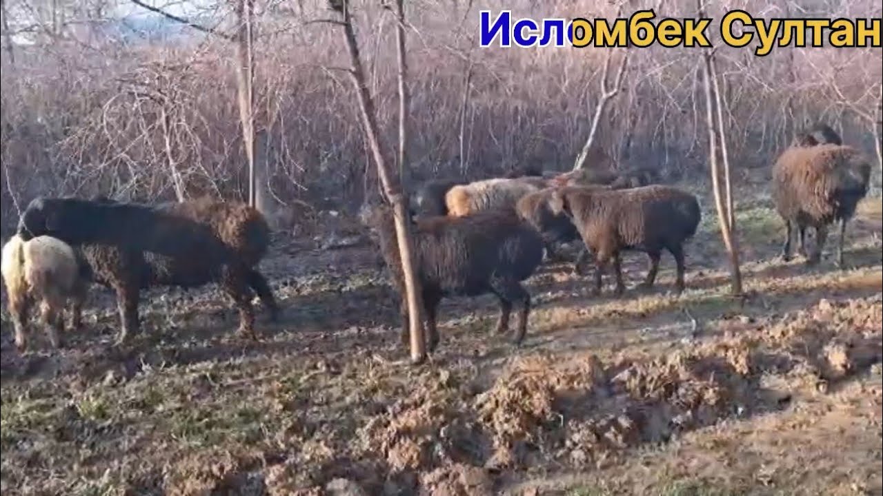 8- Сар Гусфанда Мехари 1 та Серка ПАДАРКА☎️ +992 93 994 1331 Ватсап 2026 г.