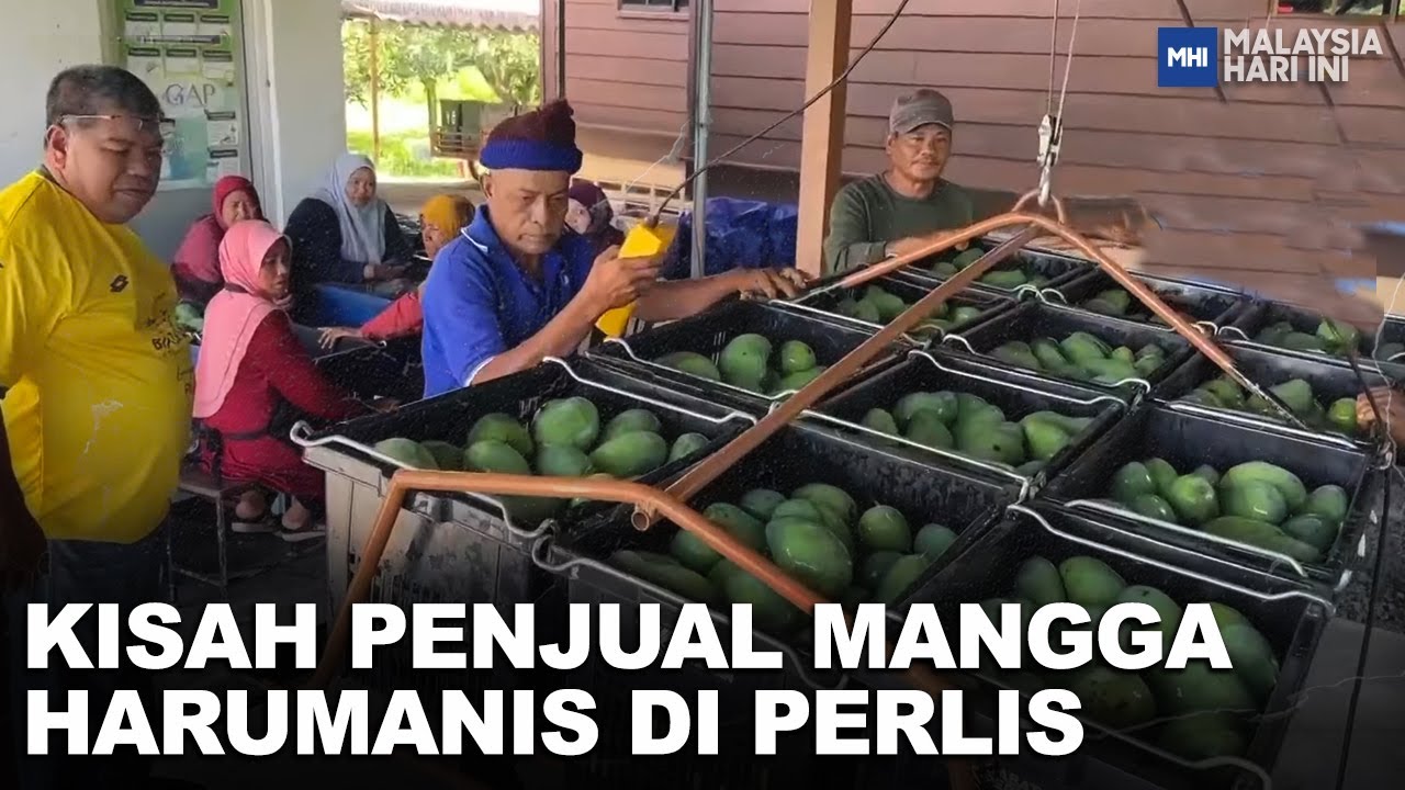 Kisah Penjual Mangga Harumanis Di Perlis | MHI (6 Mei 2023)