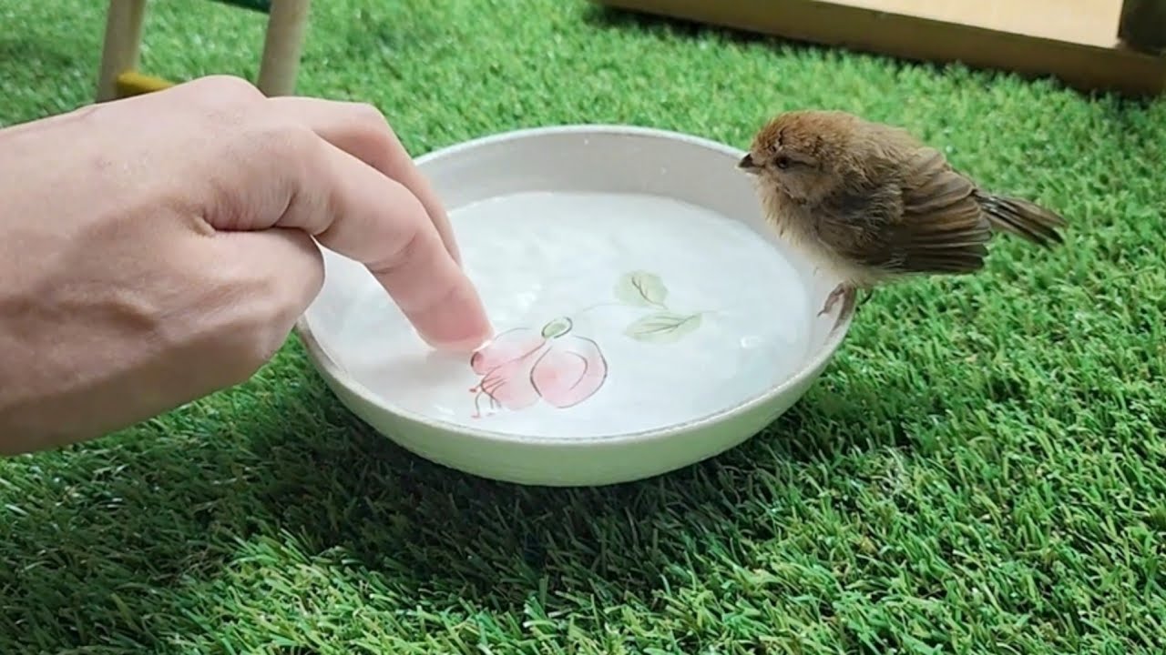 난생 처음으로 물을 만난 아기새, 오목눈이가 접시에서 목욕하는 방법을 배워가는 과정 [진구마TV]