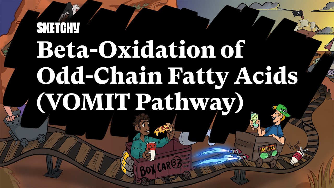 Beta-Oxidation of Odd-Chain Fatty Acids (VOMIT Pathway) (Full Lesson) |Sketchy Medical| USMLE Step 1