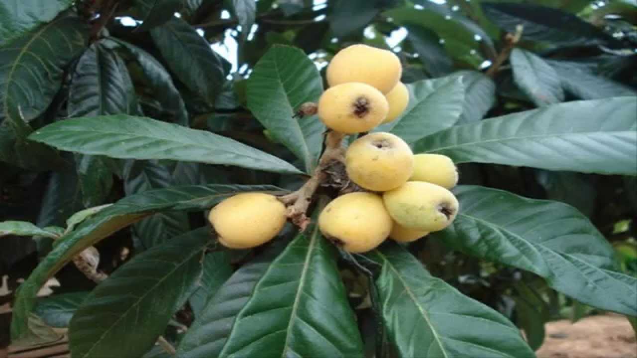 Mondini Plantas: Plantando Nêspera (ameixa de inverno)