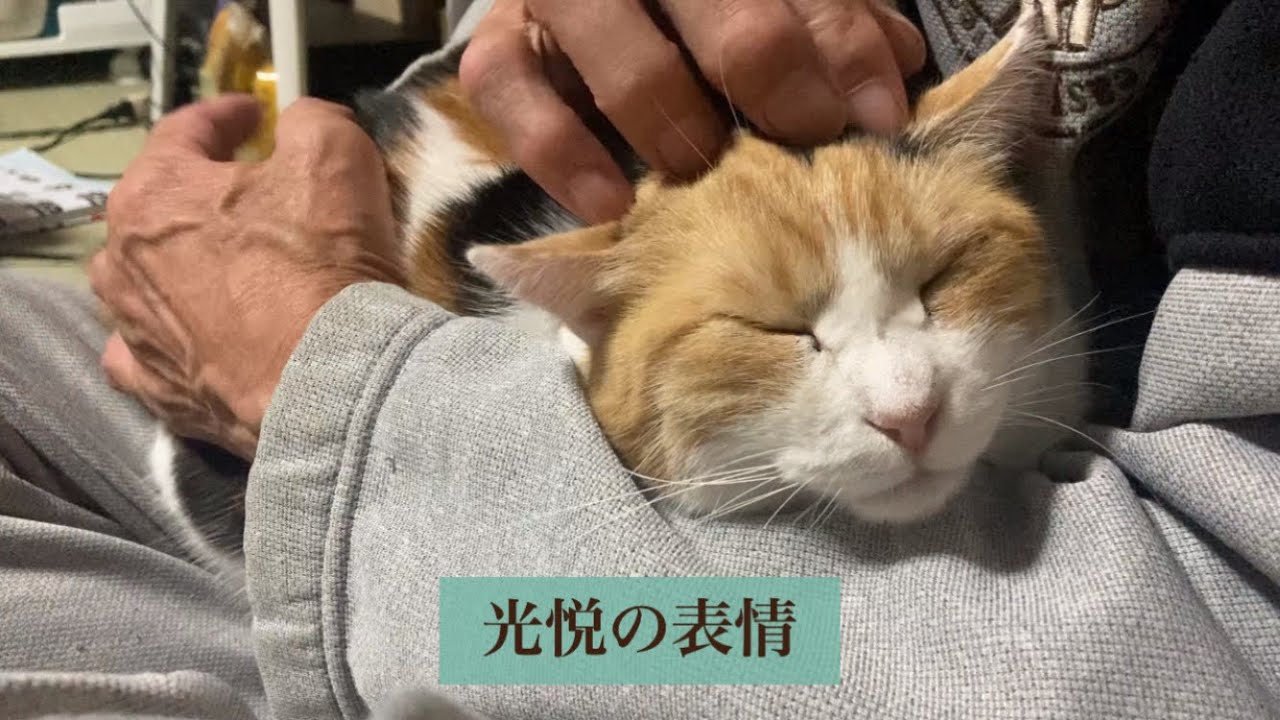 【三毛猫】最近父にばかり甘えるようになって少し寂しい（2022年12月14日）