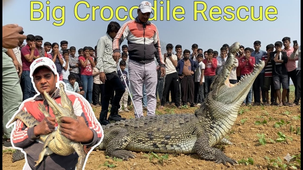 गांव भवनगढी़ में आया मगरमच्छ जिसे देखने को लोगों की भीड़ उमड़ पडी़ crocodile rescue team