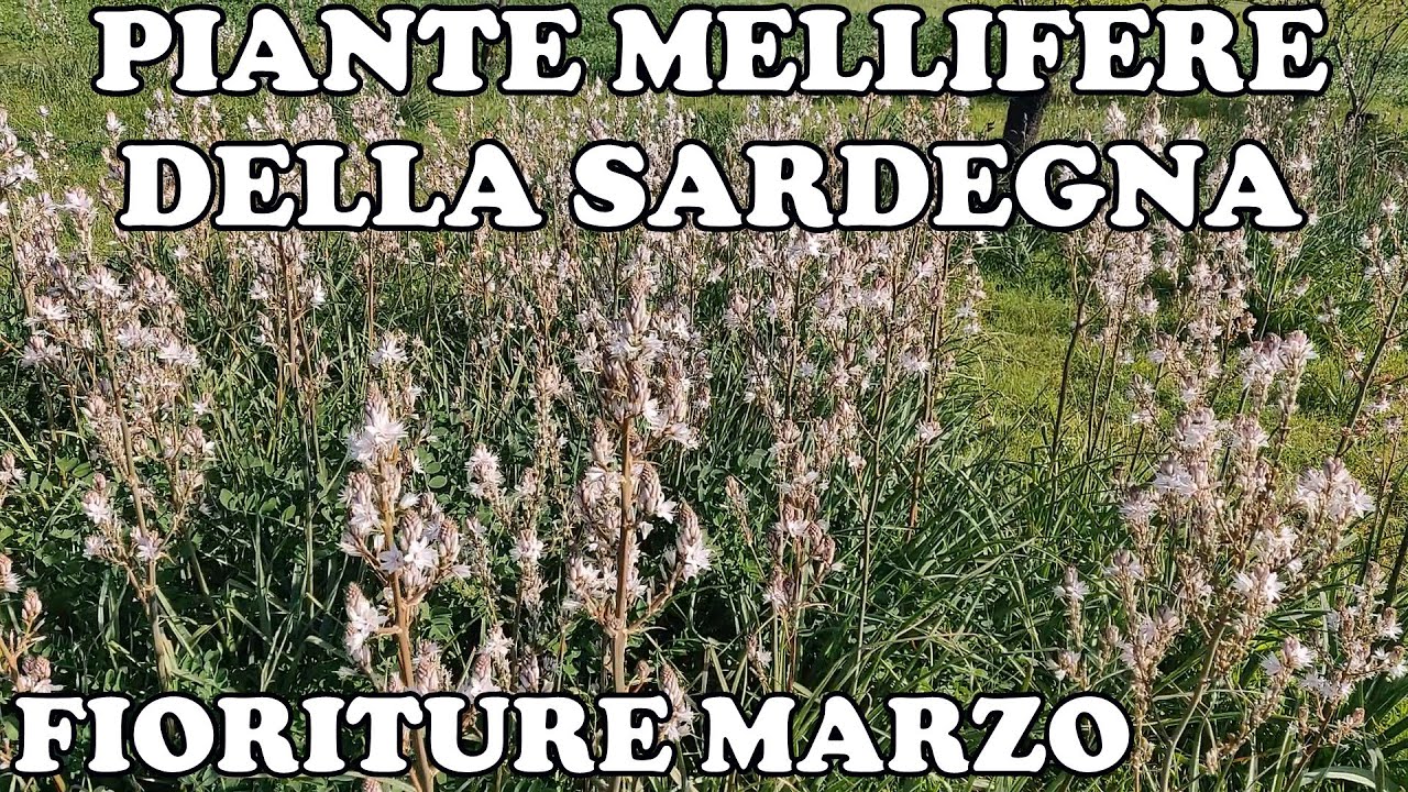 Piante Mellifere della Marmilla, Sardegna - Fioriture Marzo