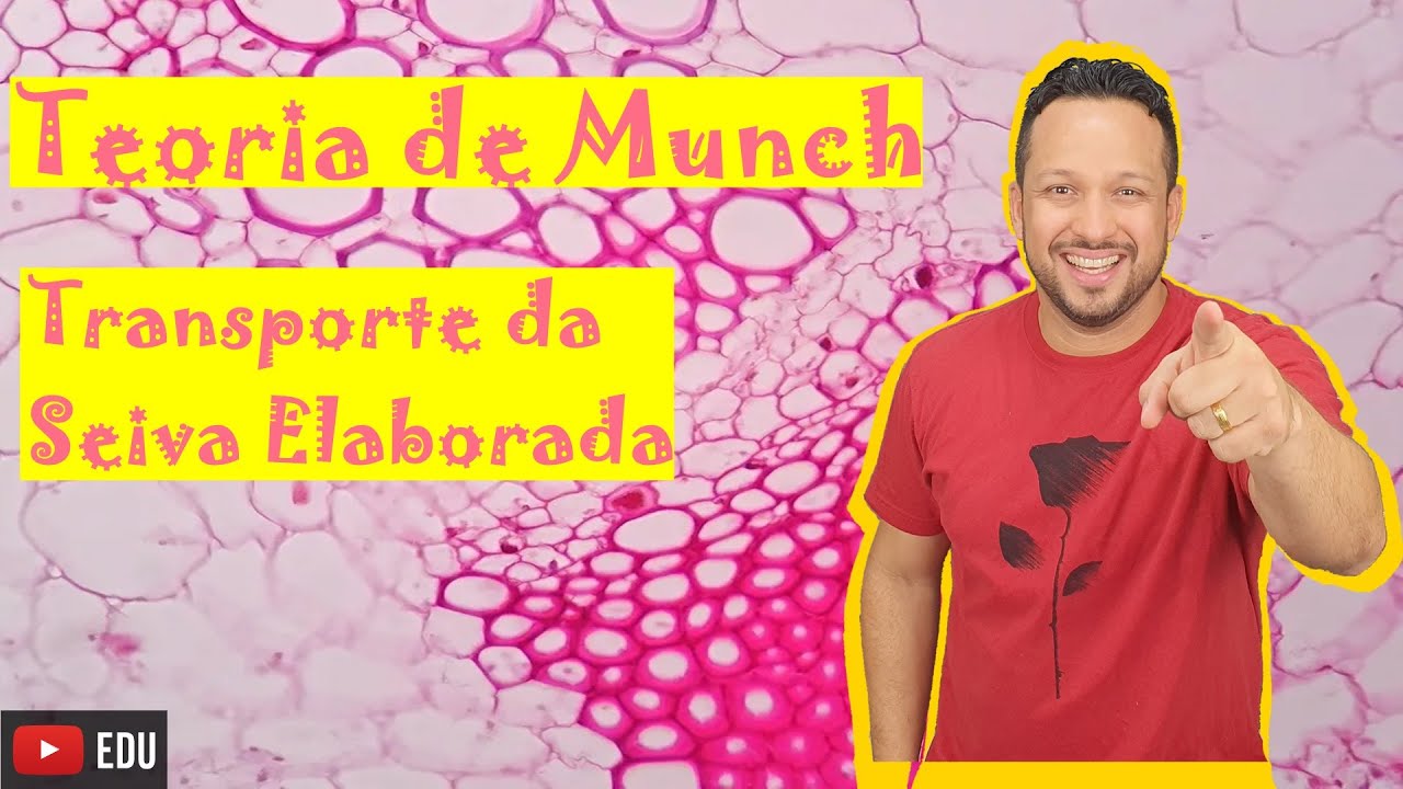 Teoria de Munch ou Fluxo em Massa - Transporte da Seiva Elaborada - Fisiologia Vegetal