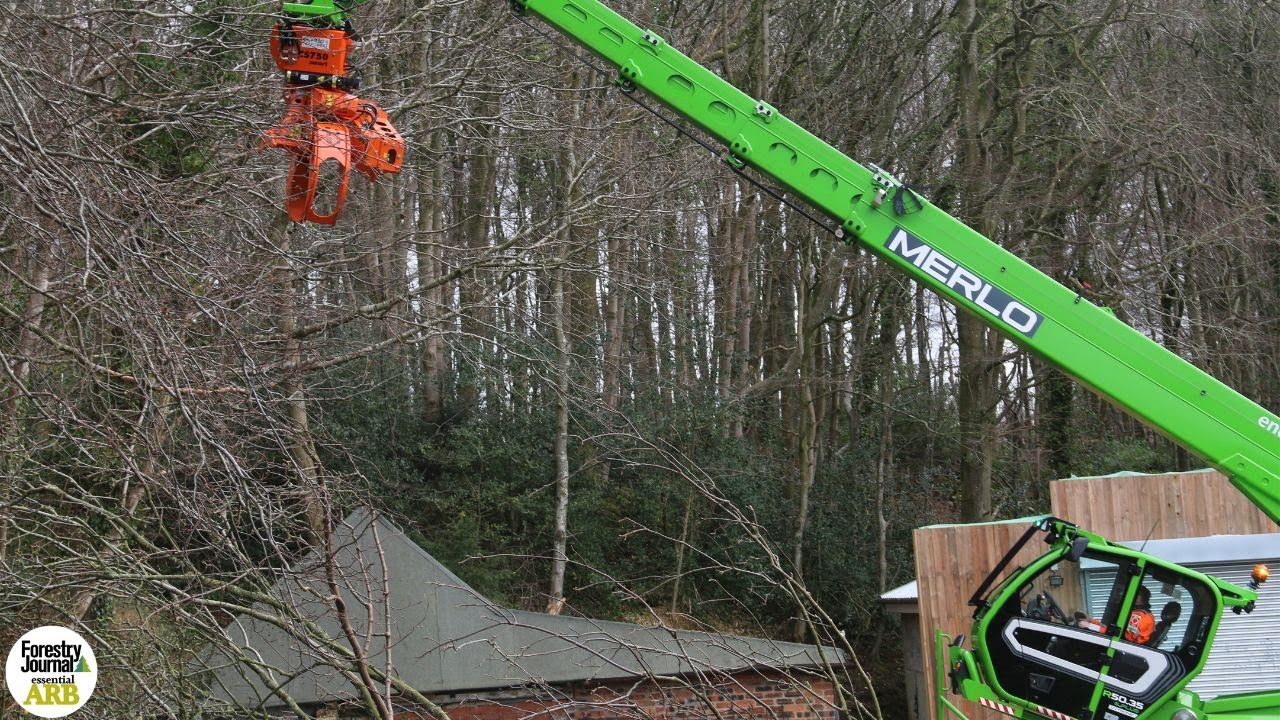 Watch a Merlo Roto 50.35 S Plus take down ash trees with ease
