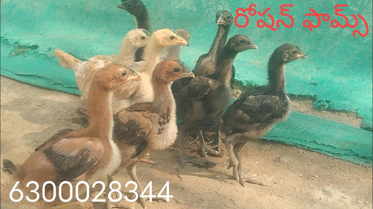 6300028344. పేరు క్రాస్ 10 పిల్లల బ్యాచ్