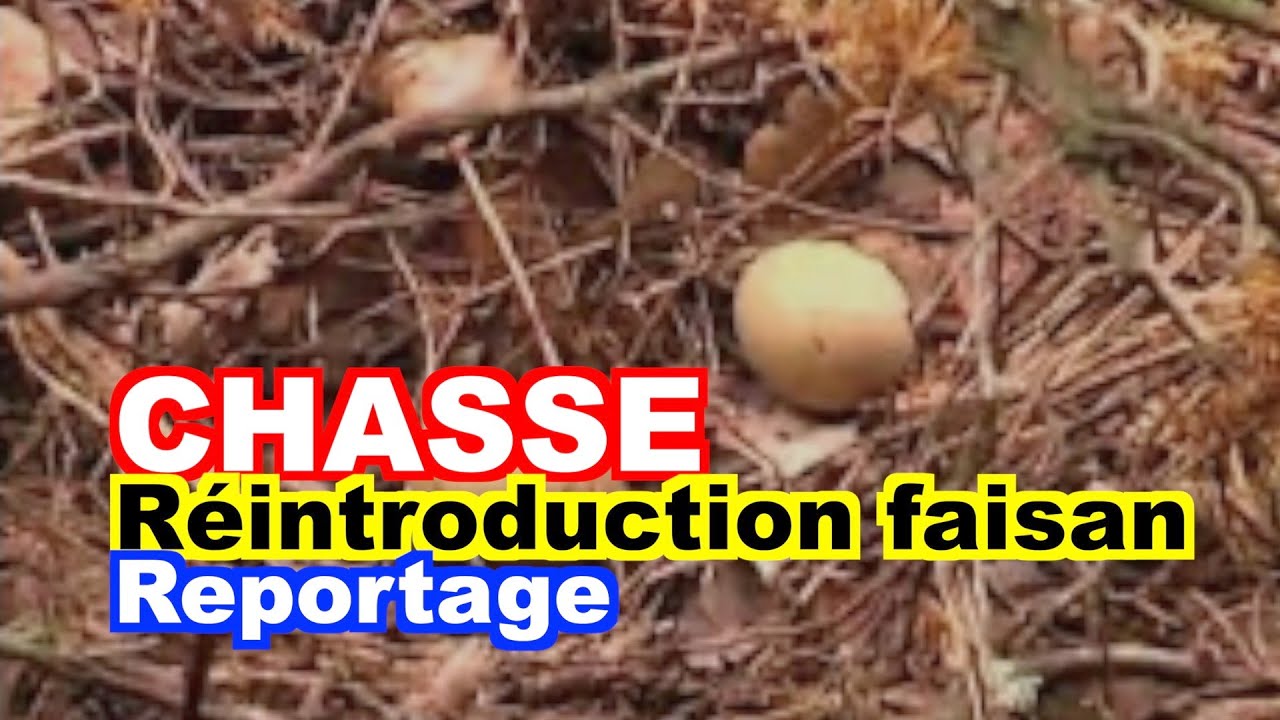 CHASSE : La réintroduction du faisan