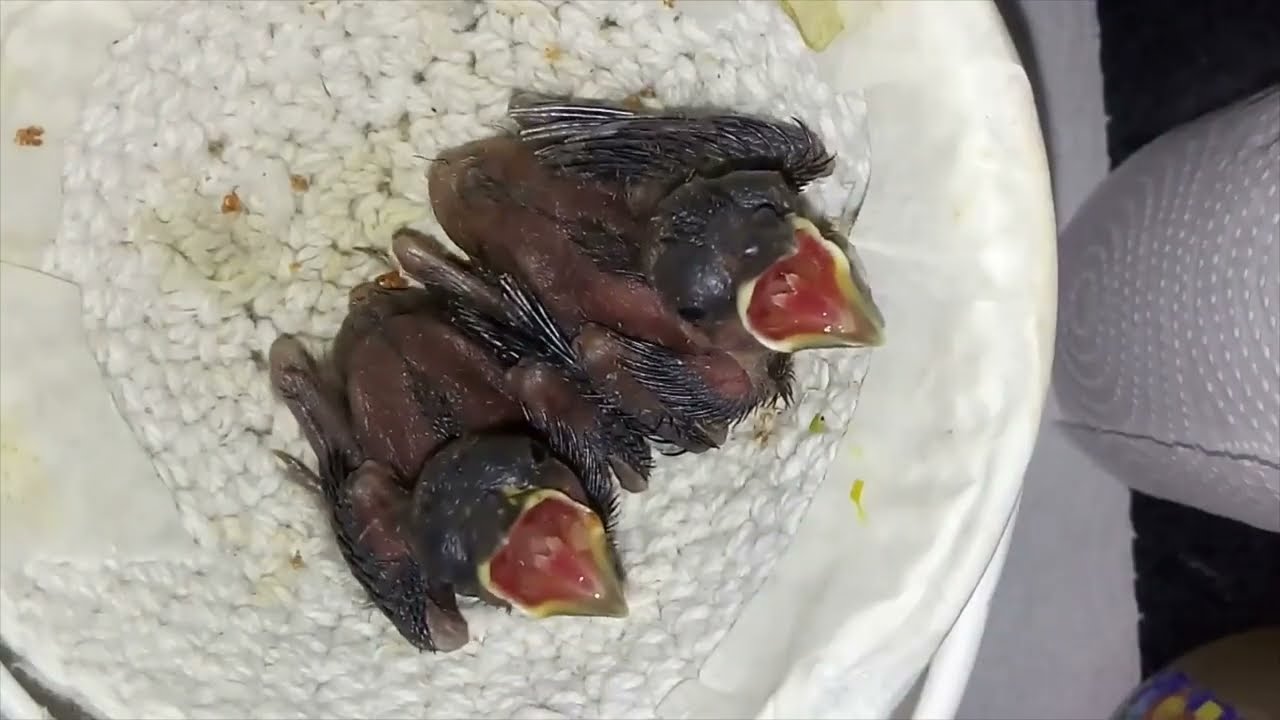 CARDENAL AMARILLO - CRÍA EN AMBIENTE DOMÉSTICO - CÓMO SEGUIR CRIANDO A LOS PICHONES! TEMPORADA 21-22